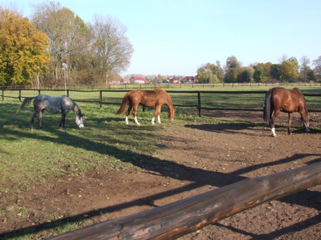 hubertuswietrznastajnia201059.jpg