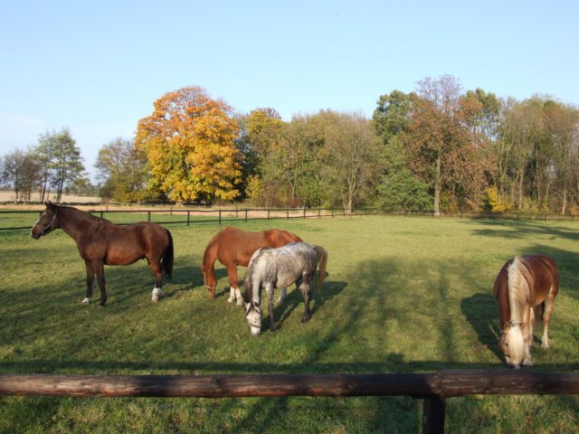 hubertuswietrznastajnia201070.jpg