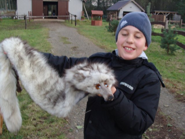 lisiakitkawcalejokazalosci.jpg