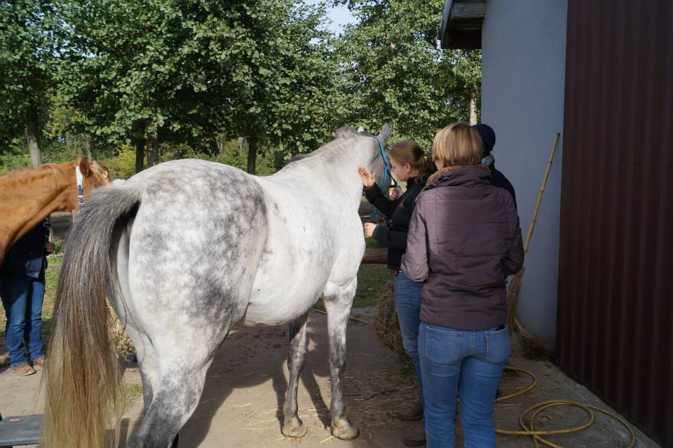 sportowymasazkoni7.jpg