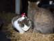 dscf8052_small.jpg
